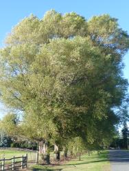 Salix matsudana × S. alba. Tree form in summer.
 Image: D. Glenny © Landcare Research 2020 CC BY 4.0